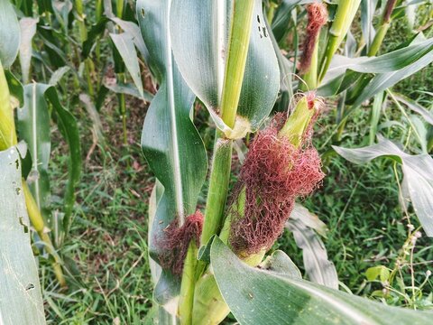 Close-up view of a developing corn cob surrounded by green leaves and reddish-brown corn silk on a growing maize plant in an agricultural field. The image highlights crop cultivation, agriculture, foo