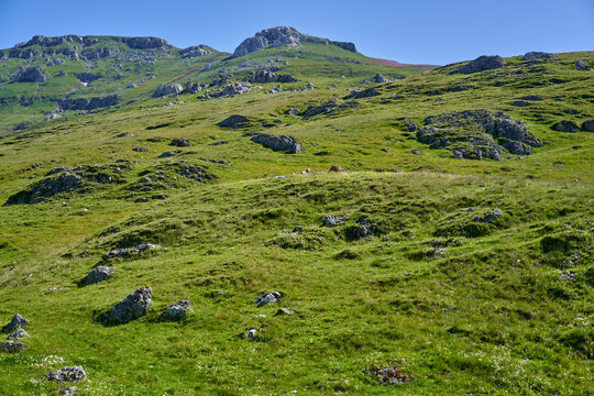 Alpine meadow with boulders in Bucegi