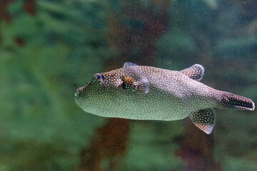 Guineafowl pufferfish (Arothron meleagris) swimming underwater, detailed side view with blurred green background © FRANCISCOJAVIER