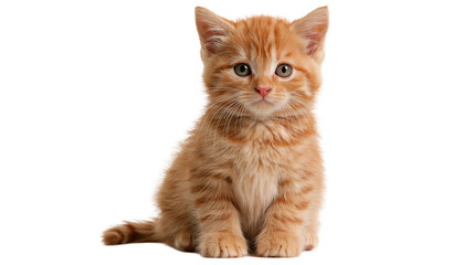 Small ginger tabby kitten sitting and looking forward © Stefan