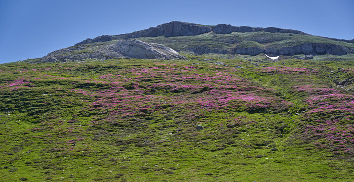 Rhododendron carpet on Bucegi mountainside