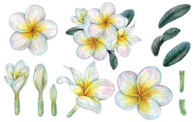 Plumeria hand drawn with watercolor isolated on transparent background © Walliya silachan