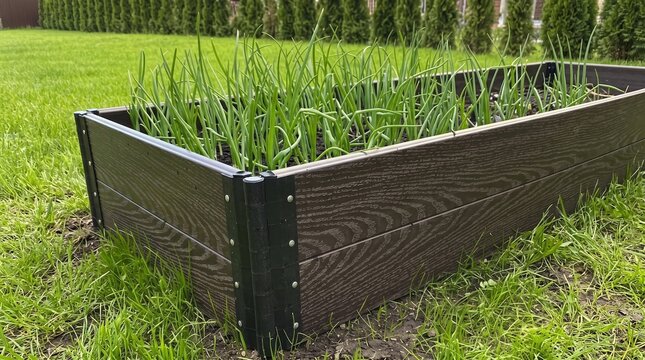 raised wooden garden bed with green seedlings on backyard lawn
