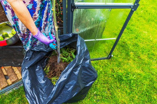 Close-up view of woman cutting uprooted tomato stem with pruning shears beside greenhouse. Sweden.