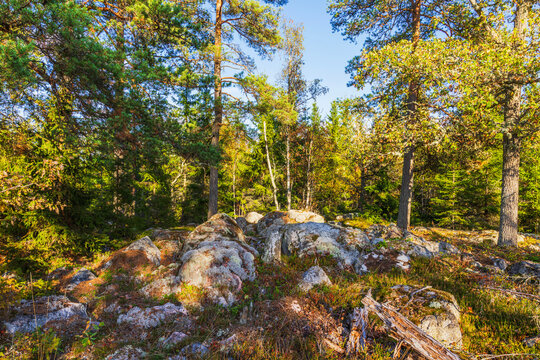 Beautiful view of lichen-covered rocks among pine, birch and spruce trees in autumn forest. Sweden.