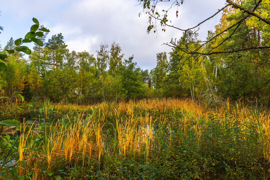 Beautiful view of autumn wetland with tall reeds surrounded by birch and pine trees. Sweden.