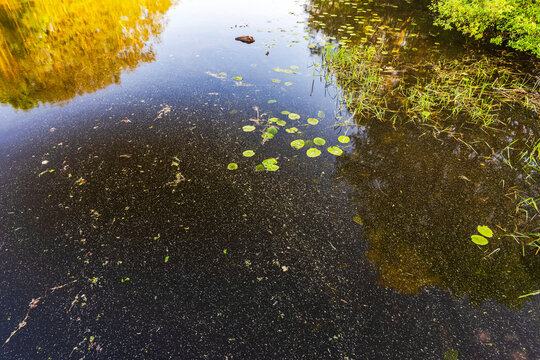 Close-up view of floating water lily leaves and pollen on calm water reflecting trees. Sweden.