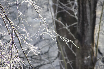 Bare woodland branches transformed by a layer of white hoarfrost. The scene captures the quiet, pristine character of a cold winter day. © pictures_for_you