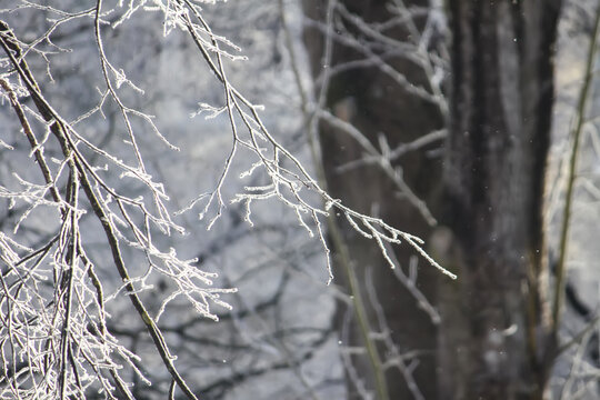 Bare woodland branches transformed by a layer of white hoarfrost. The scene captures the quiet, pristine character of a cold winter day.