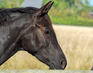 Close up profile portrait of dark brown horse head on sunny autumn field background  © SK
