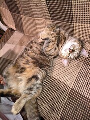 cat lying on the floor © Яна Железна