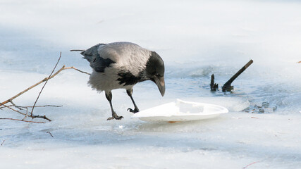 Fototapeta premium great grey heron