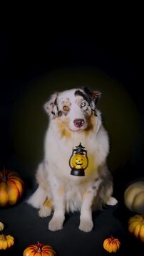 Halloween autumn funny aussie dog with pumpkin lantern lamp in root. Black Background 4k video copy space free space