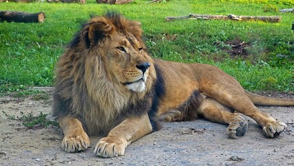 Majestic male lion with a large mane resting on the ground and looking around in a grassy field © Ruslan