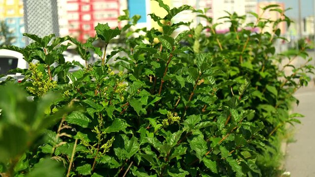 Dense shrubbery moves softly under bright sunlight along pedestrian street edge. Natural green hedge adds rich organic texture to modern city landscape beside blurred residential buildings.
