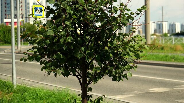 Lush green tree stands near asphalt roadway with red car driving past in city background. Leafy foliage rustles gently beside grassy lawn and urban crosswalk under calm summer sunlight.