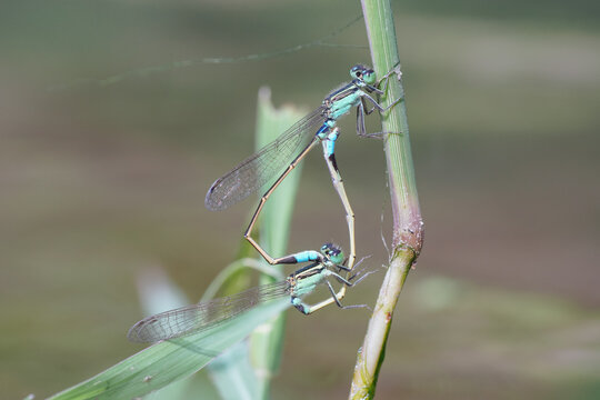 Macro photography of mating damselflies perched vertically on grass in natural soft lighting.