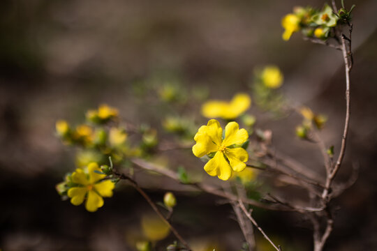 Yellow Wildflowers Blooming Among Dry Branches