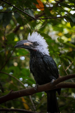 Strange bird