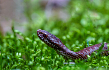 Obraz premium Common European Adder (Vipera berus) peaking through lush green moss. Macro portrait of a venomous European viper snake in the forest