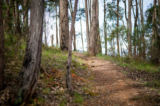 Forest Trail Through Peaceful Woodland Trees