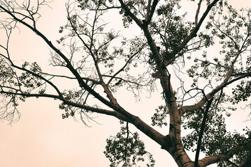Fototapeta premium Bare and leafy tree branches silhouette against bright overcast sky. Minimalist natural background concept for environment, autumn, and nature themes.