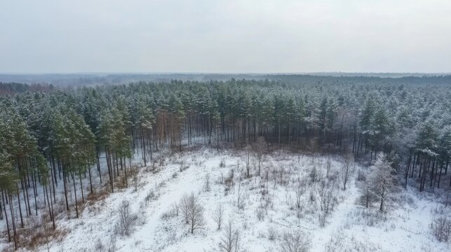 Aerial View of Pine Forest Covered with First Winter Snow
