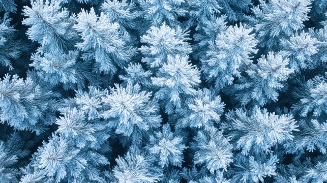 Frosted Pine Needles Winter Forest Texture Background