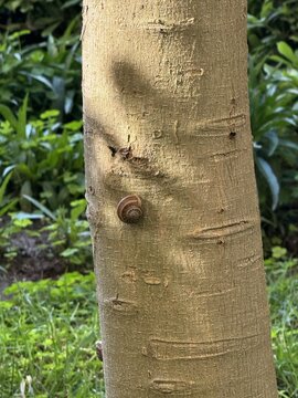 Vertical close-up shot of a small garden snail crawling on the smooth textured bark of a tree trunk with a blurred natural green background.