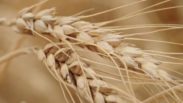 Extreme static close-up of two dry golden wheat heads gently blowing in the wind, revealing kernels, awns, leaves and stems against soft bokeh in a Western Canadian field
