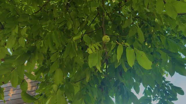 A close-up shot of a single green walnut fruit ripening on a branch surrounded by lush, vibrant green leaves gently moving in the breeze.