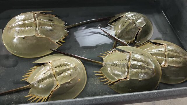 Horseshoe crabs displayed on a plastic tray by a farmer. The marine creatures are commercially farmed for aquaculture trade and valuable egg harvest.