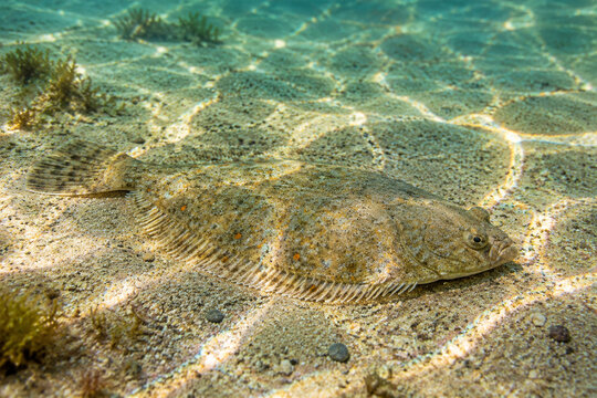 A single plaice fish resting on a sandy seabed in shallow, sun-dappled water.