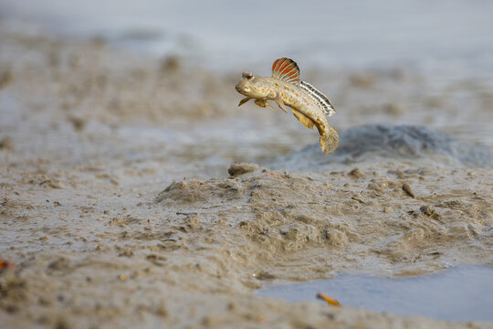 mudskipper magic action 