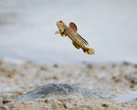 mudskipper magic action 