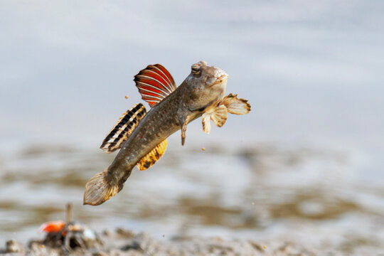 mudskipper magic action 
