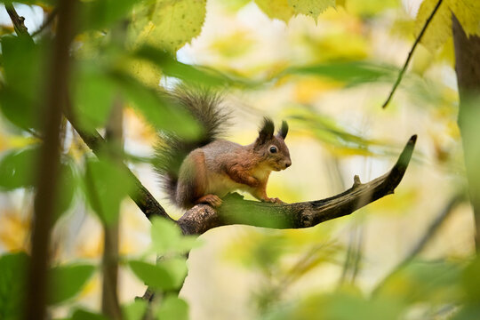 squirrel on a tree