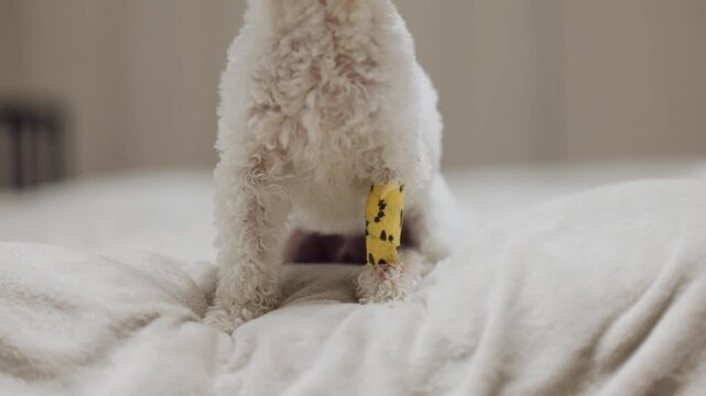 Dog resting on a bed with a bandage on its leg and a playful yellow cast