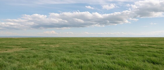 Naklejka premium Wide panoramic view of a flat open grass field stretching to a low horizon under a partly cloudy sky