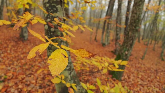 Camera performs smooth truck right motion with rack focus shift from bright autumn leaves to blurry forest backdrop. Cinematic dolly shot provides deep parallax view for design element.