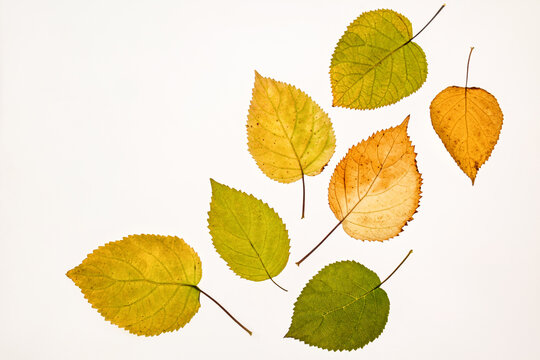 A beautiful composition of autumn yellow leaves with a copy of the space for your text. Top view. Flat styling. Diagonal. Design layout. Postcard.