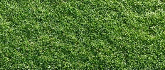 Naklejka premium Freshly mowed short grass lawn filling the frame flat