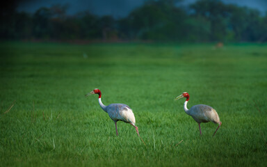 Fototapeta premium Pair of Sarus Cranes walking through a lush green meadow at Keoladeo National Park, Bharatpur, Rajasthan, showcasing the elegance of India's tallest flying birds.