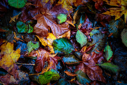 Newly fallen big leaf maple leaves in the ground in autumn, variety of colours, natural colour range.