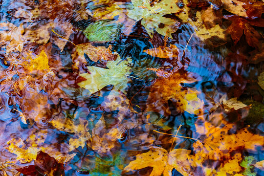 Newly fallen big leaf maple leaves in the ground in autumn, variety of colours, natural colour range.