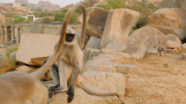 Langur monkeys sitting on ancient ruins in hampi, india, while a baby langur plays in the background at sunset