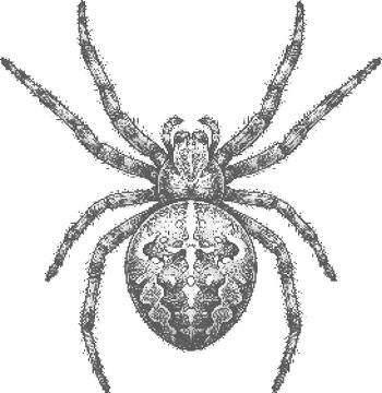 Spider illustration retro halftone dot texture vintage collage element design