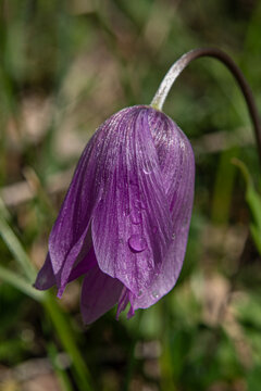 It is a bulbous plant belonging to the lily family (Liliaceae) and is popularly known as the "inverted tulip" (or *Fritillaria persica*&mdash;recognized by its purple hues&mdash;or one of the *Fritillaria* specie