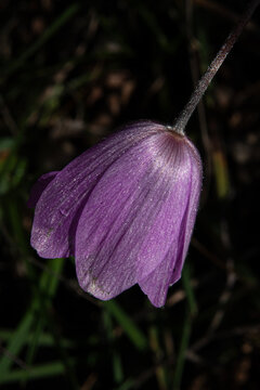 It is a bulbous plant belonging to the lily family (Liliaceae) and is popularly known as the "inverted tulip" (or *Fritillaria persica*&mdash;recognized by its purple hues&mdash;or one of the *Fritillaria* specie