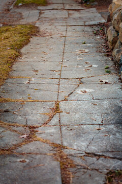 Cracked pavement on a sidewalk.